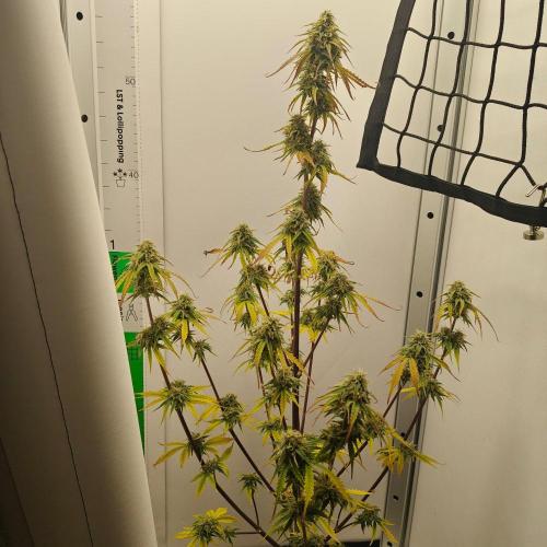 White Widow F1. Week 9