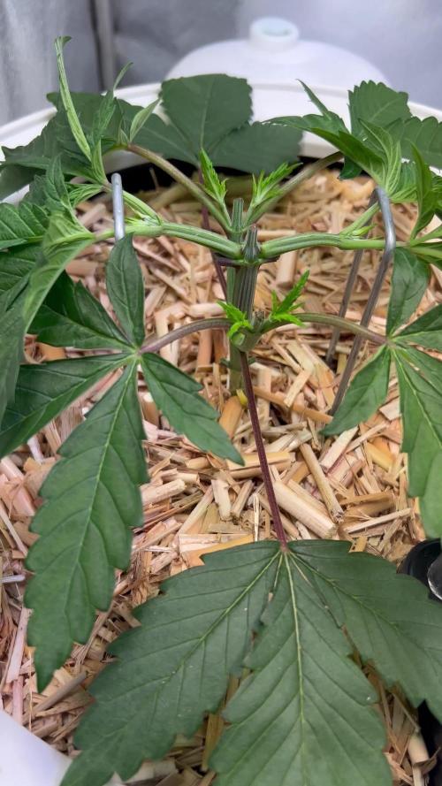 • Painkiller CBD •  ||  HiShark