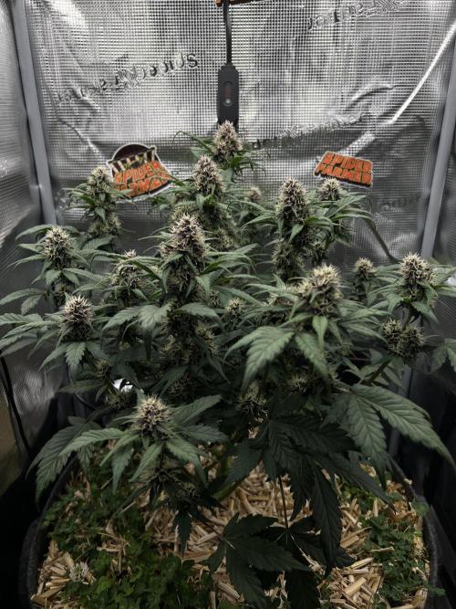 Die rote Pille (by V-Buds). Week 8