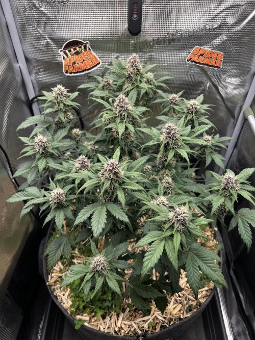 Die rote Pille (by V-Buds). Week 8