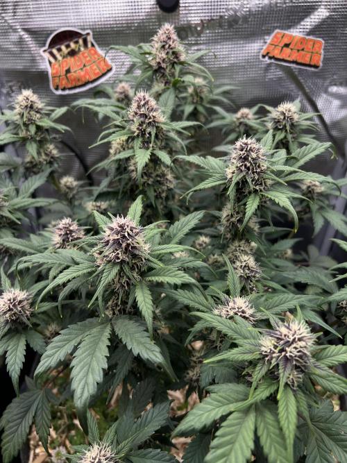 Die rote Pille (by V-Buds). Week 8