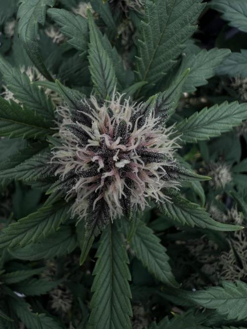 Die rote Pille (by V-Buds). Week 8