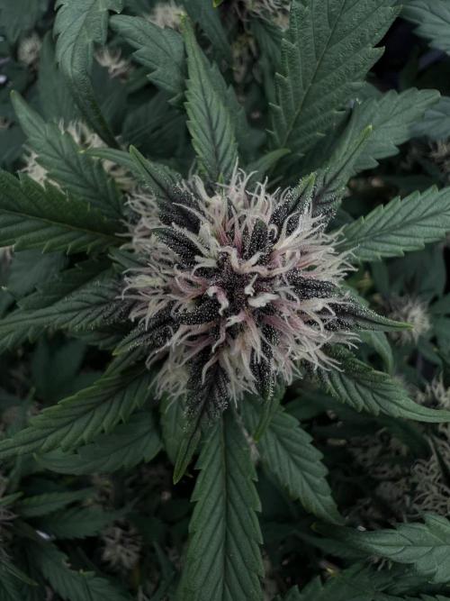 Die rote Pille (by V-Buds). Week 8