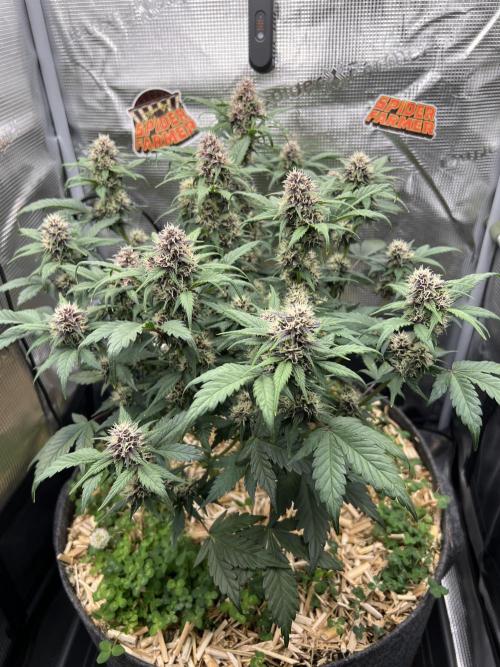 Die rote Pille (by V-Buds). Week 8