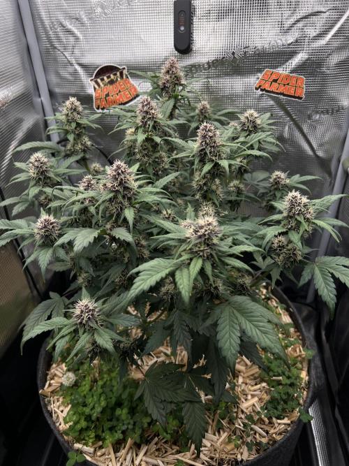 Die rote Pille (by V-Buds). Week 8