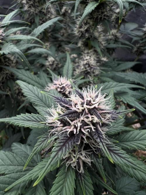 Die rote Pille (by V-Buds). Week 8