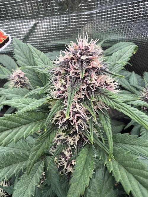 Die rote Pille (by V-Buds). Week 8