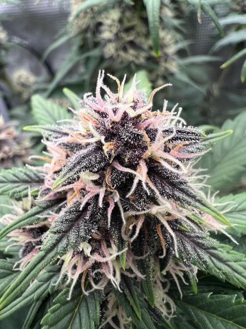 Die rote Pille (by V-Buds). Week 8