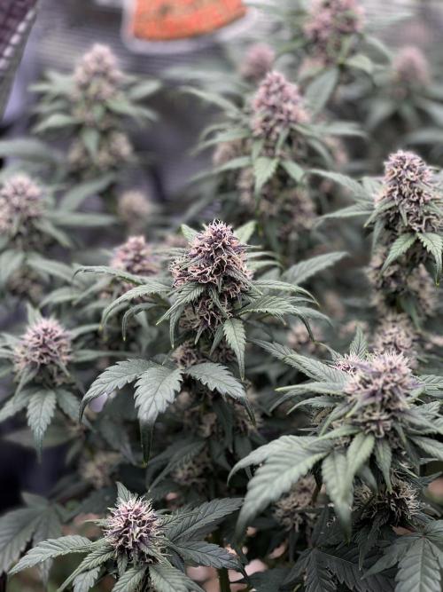 Die rote Pille (by V-Buds). Week 8