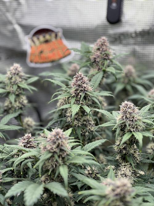 Die rote Pille (by V-Buds). Week 8