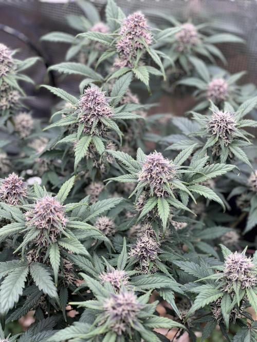 Die rote Pille (by V-Buds). Week 8