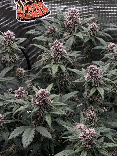 Die rote Pille (by V-Buds). Week 8