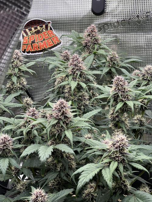 Die rote Pille (by V-Buds). Week 8