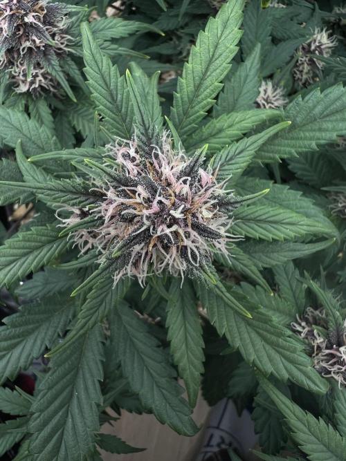 Die rote Pille (by V-Buds). Week 8