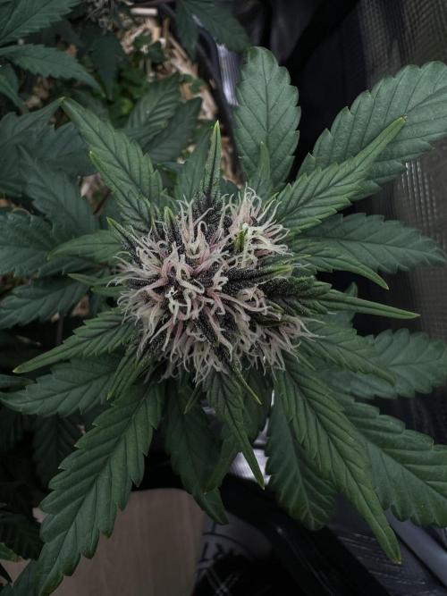 Die rote Pille (by V-Buds). Week 8