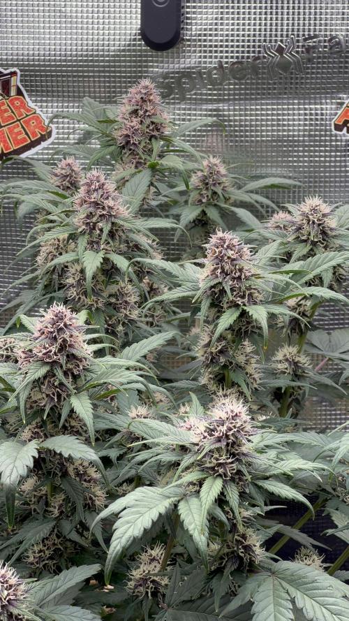 Die rote Pille (by V-Buds). Week 8