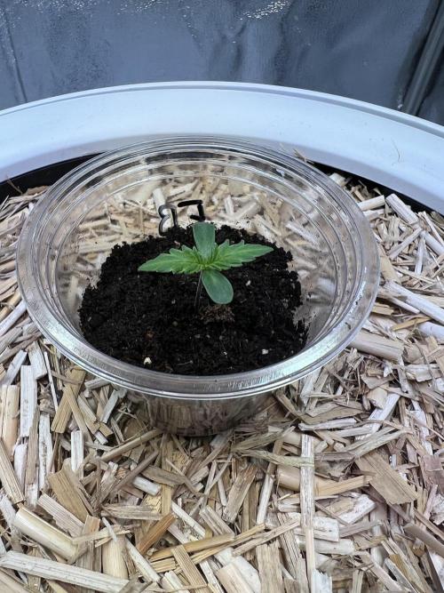 Purple Lemonade FF – Purple Drip. Week 1