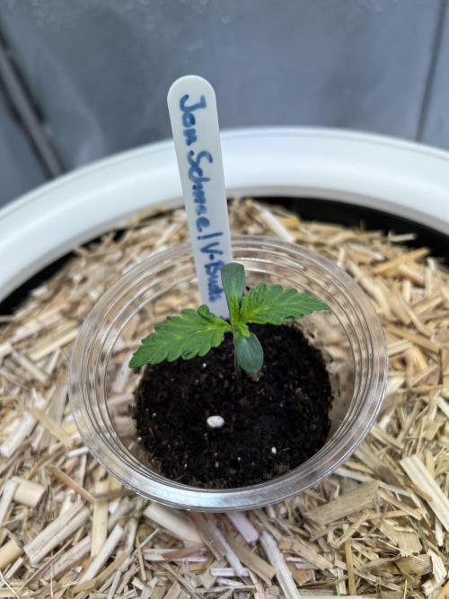 Jon Schnee - Die weisse Legende. Week 1