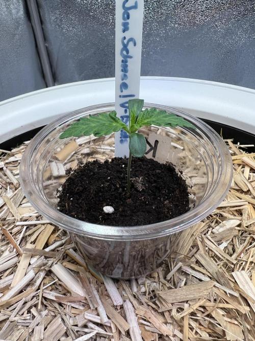 Jon Schnee - Die weisse Legende. Week 1