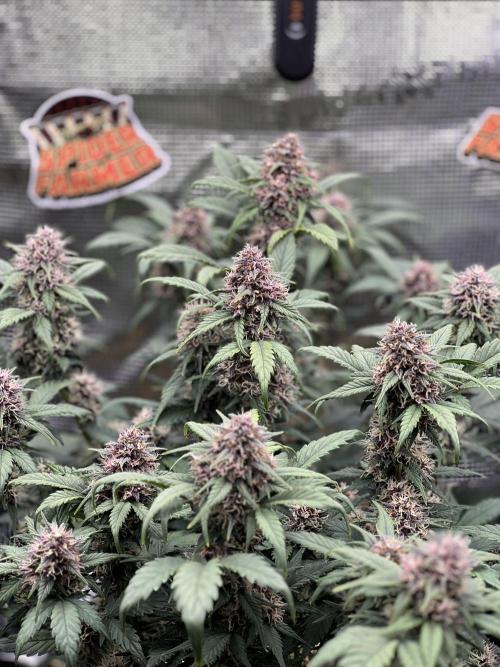 Die rote Pille (by V-Buds). Week 8