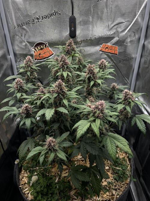 Die rote Pille (by V-Buds). Week 8