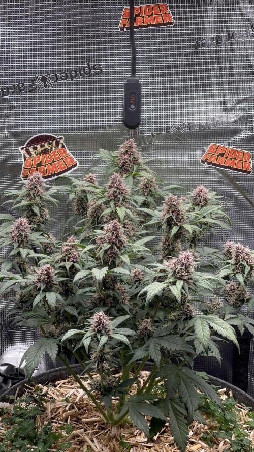 Die rote Pille (by V-Buds). Week 8
