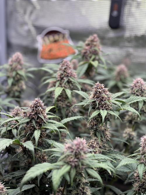 Die rote Pille (by V-Buds). Week 8