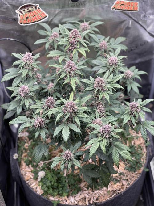 Die rote Pille (by V-Buds). Week 8