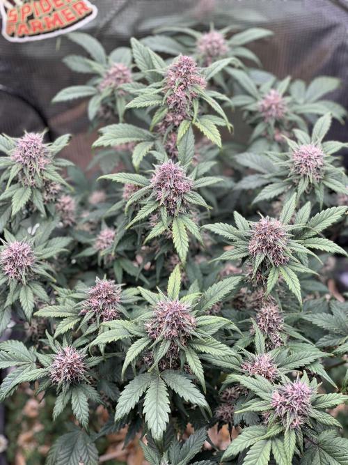 Die rote Pille (by V-Buds). Week 8