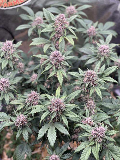 Die rote Pille (by V-Buds). Week 8