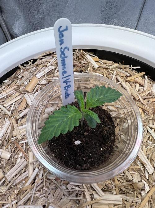 Jon Schnee - Die weisse Legende. Week 1