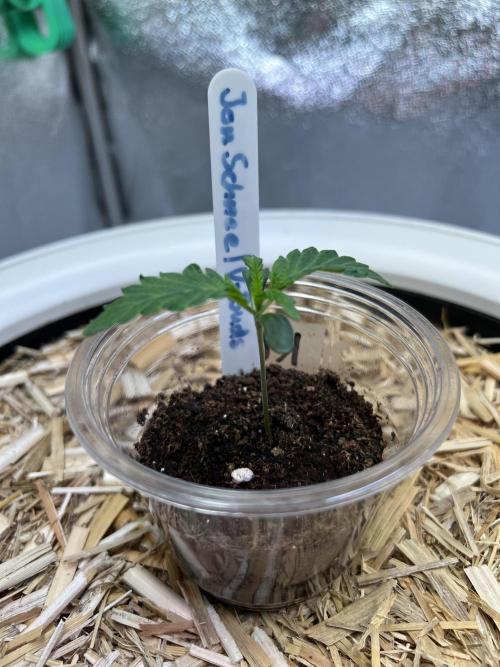 Jon Schnee - Die weisse Legende. Week 1