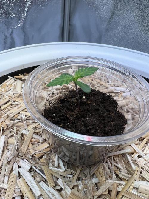 Purple Lemonade FF – Purple Drip. Week 1