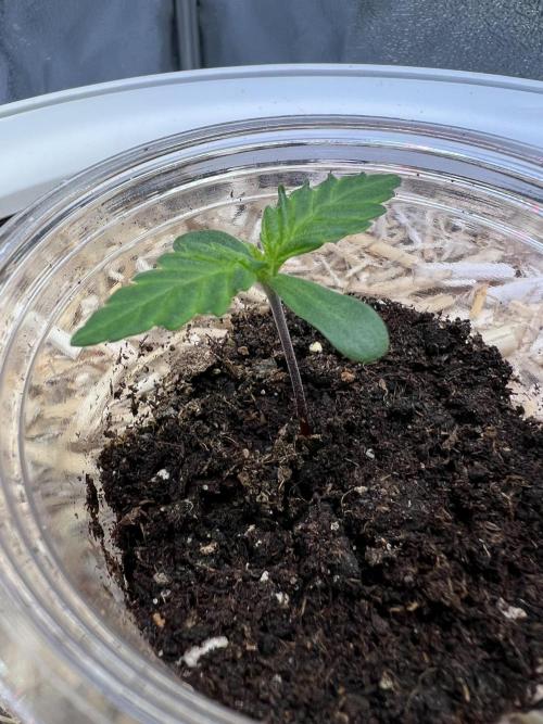 Purple Lemonade FF – Purple Drip. Week 1