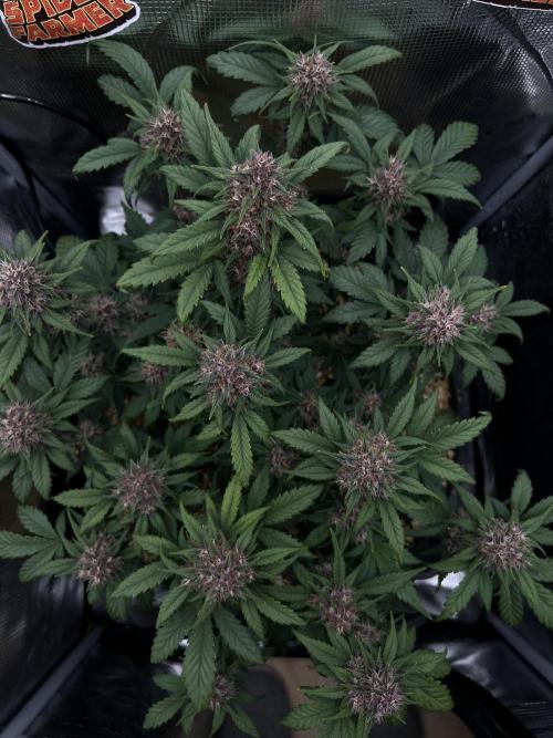Die rote Pille (by V-Buds). Week 8