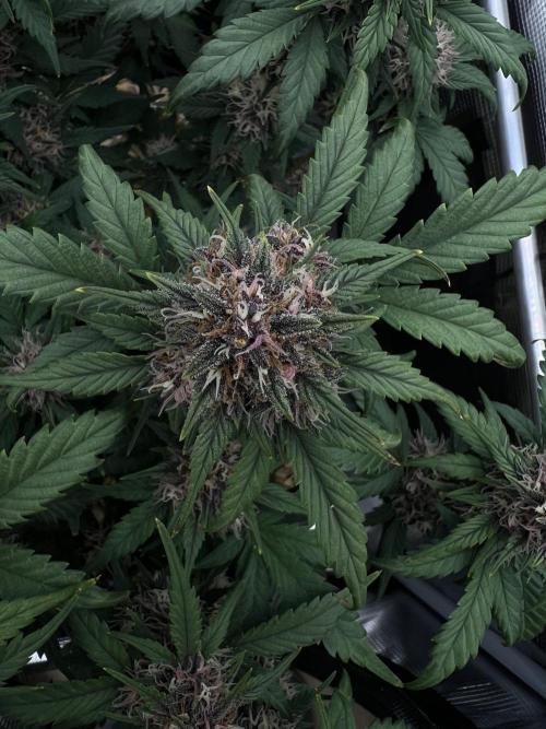 Die rote Pille (by V-Buds). Week 8