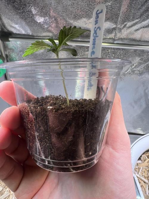 Jon Schnee - Die weisse Legende. Week 1