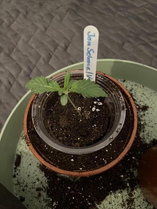 Jon Schnee - Die weisse Legende. Week 1