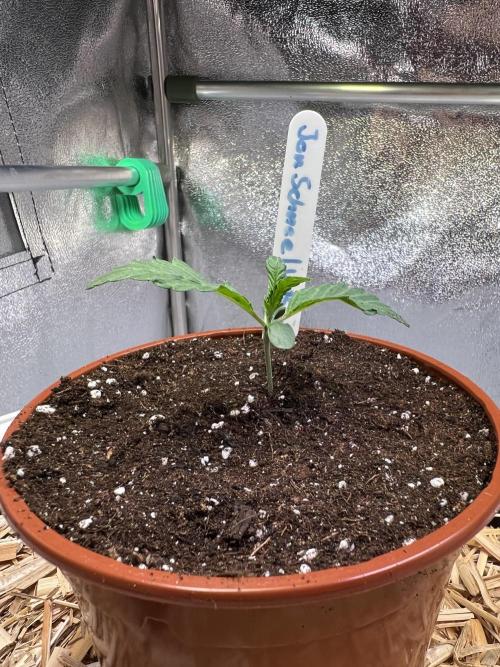 Jon Schnee - Die weisse Legende. Week 1