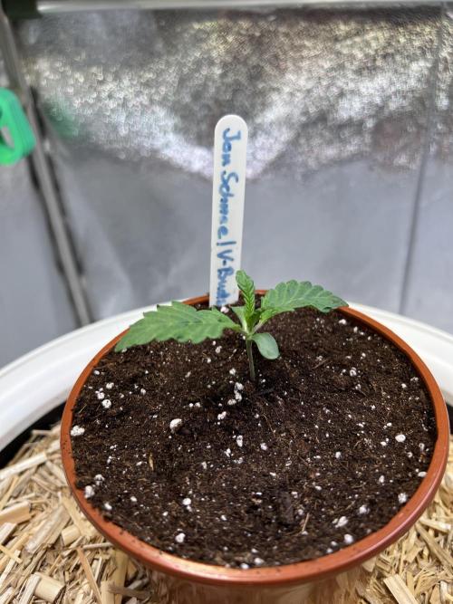 Jon Schnee - Die weisse Legende. Week 1