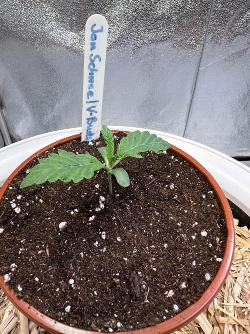 Jon Schnee - Die weisse Legende. Week 1