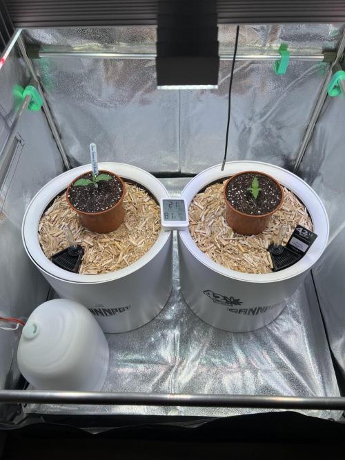 Jon Schnee - Die weisse Legende. Week 1