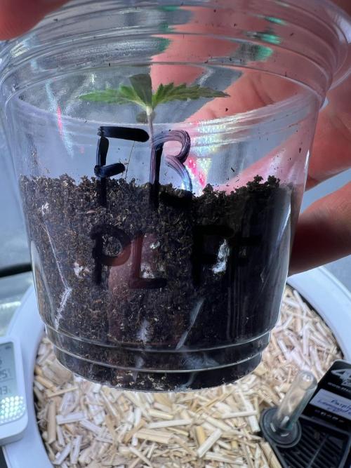 Purple Lemonade FF – Purple Drip. Week 1