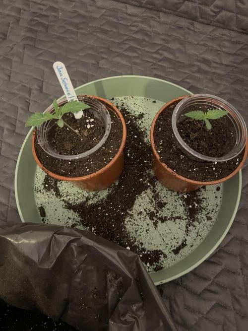 Purple Lemonade FF – Purple Drip. Week 1