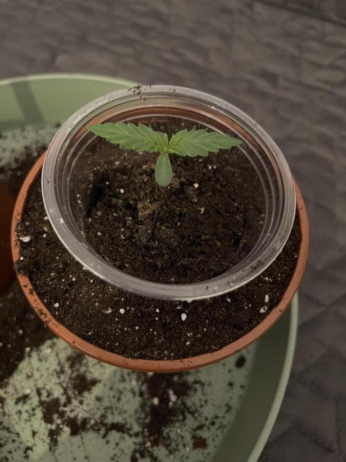 Purple Lemonade FF – Purple Drip. Week 1