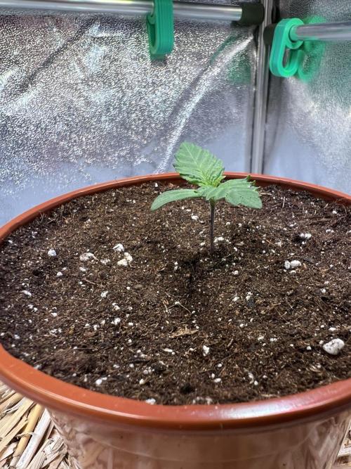 Purple Lemonade FF – Purple Drip. Week 1