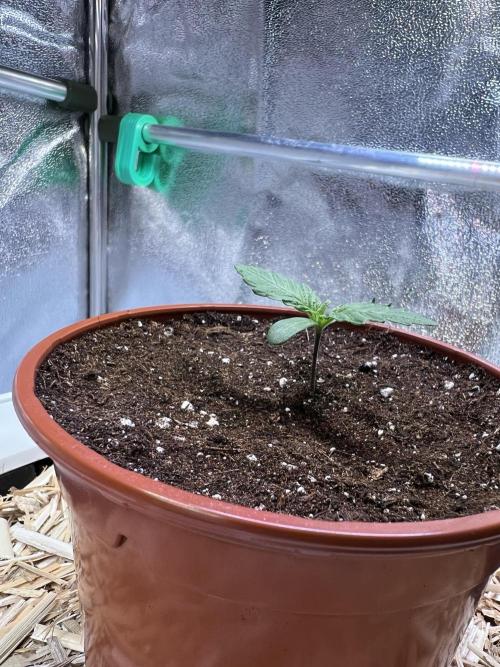 Purple Lemonade FF – Purple Drip. Week 1