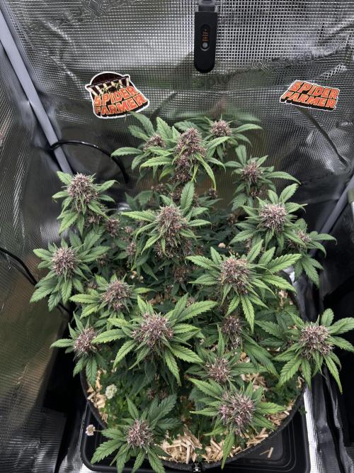 Die rote Pille (by V-Buds). Week 9