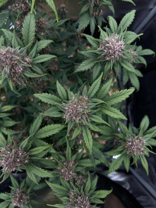 Die rote Pille (by V-Buds). Week 9