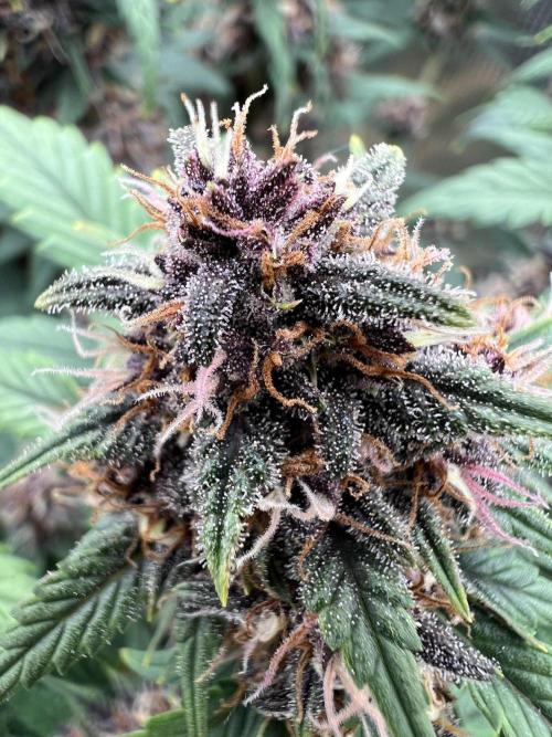 Die rote Pille (by V-Buds). Week 9